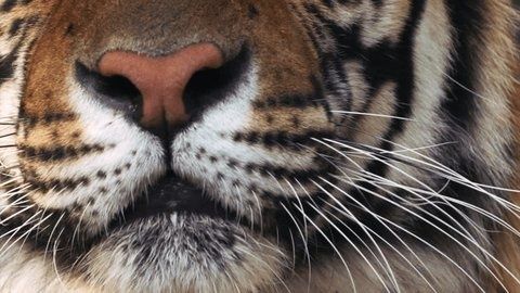 Närbild av en tigers nos, morrhår och päls