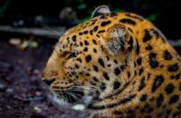 Närbild av leopard med långa morrhår och fläckig päls