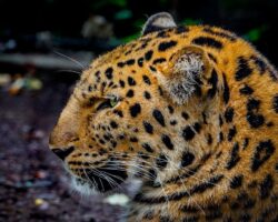 Närbild av leopard med långa morrhår och fläckig päls
