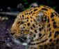 Närbild av leopard med långa morrhår och fläckig päls
